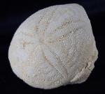Eupatagus (Oymnopatagus) antillarum (COTTEAU 1875) - Bild &copy; FossNet FossilienStore